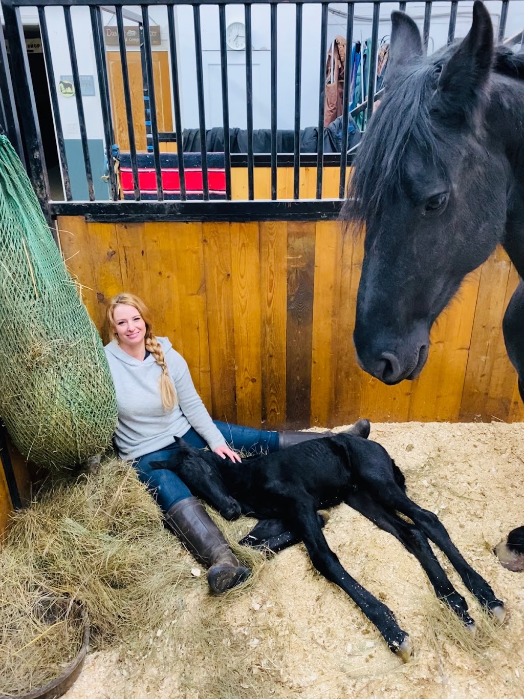 Baroque Friesian Ranch | Site 114 comp 20 RR 1, 4001 Ste Anne Trail, Alberta Beach, AB T0E 0A1, Canada | Phone: (403) 813-6691