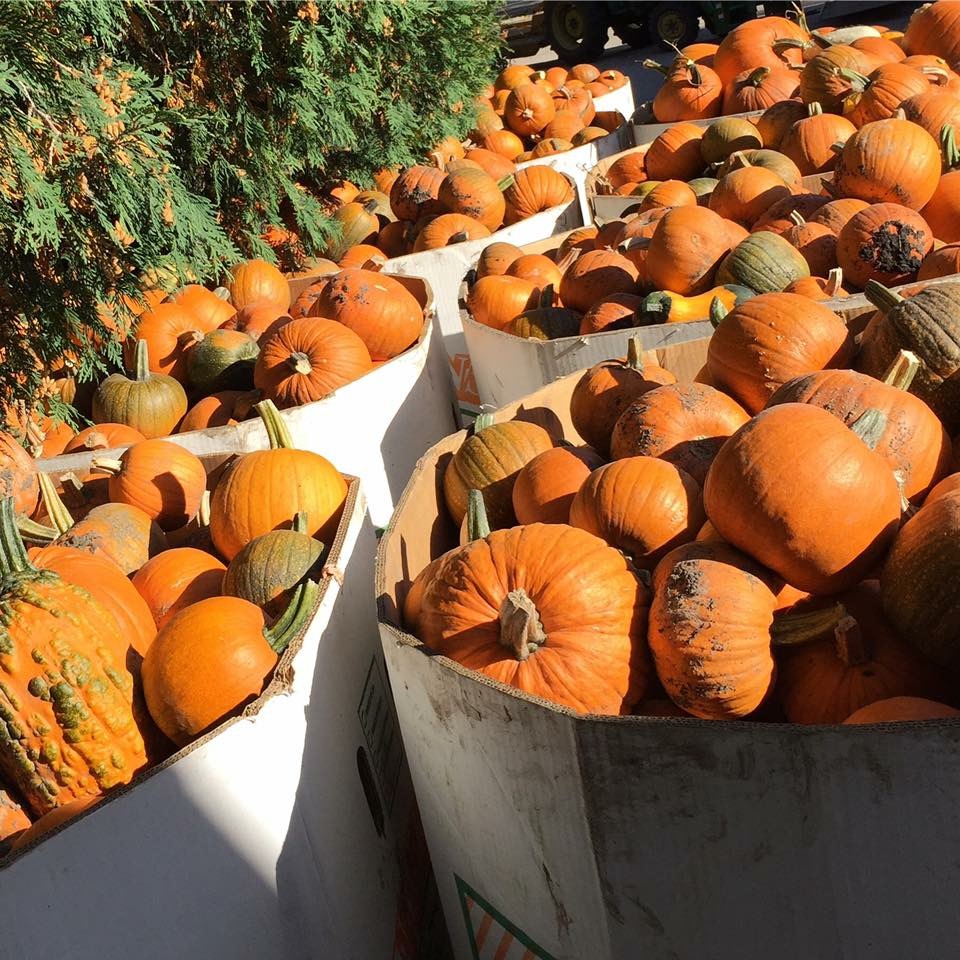 Schwabe Pumpkins | 1160 Meadowdale Rd, Saint Andrews, MB R1A 4H9, Canada | Phone: (204) 296-7215