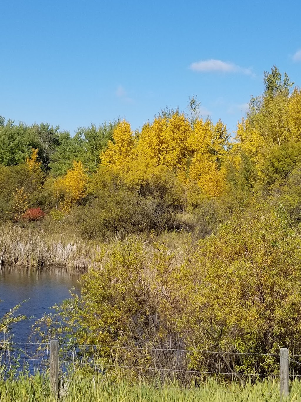 Miquelon Lake Provincial Park | 20514 SEC HWY 623, Camrose County No. 22, AB T4V 2N1, Canada | Phone: (780) 672-7274