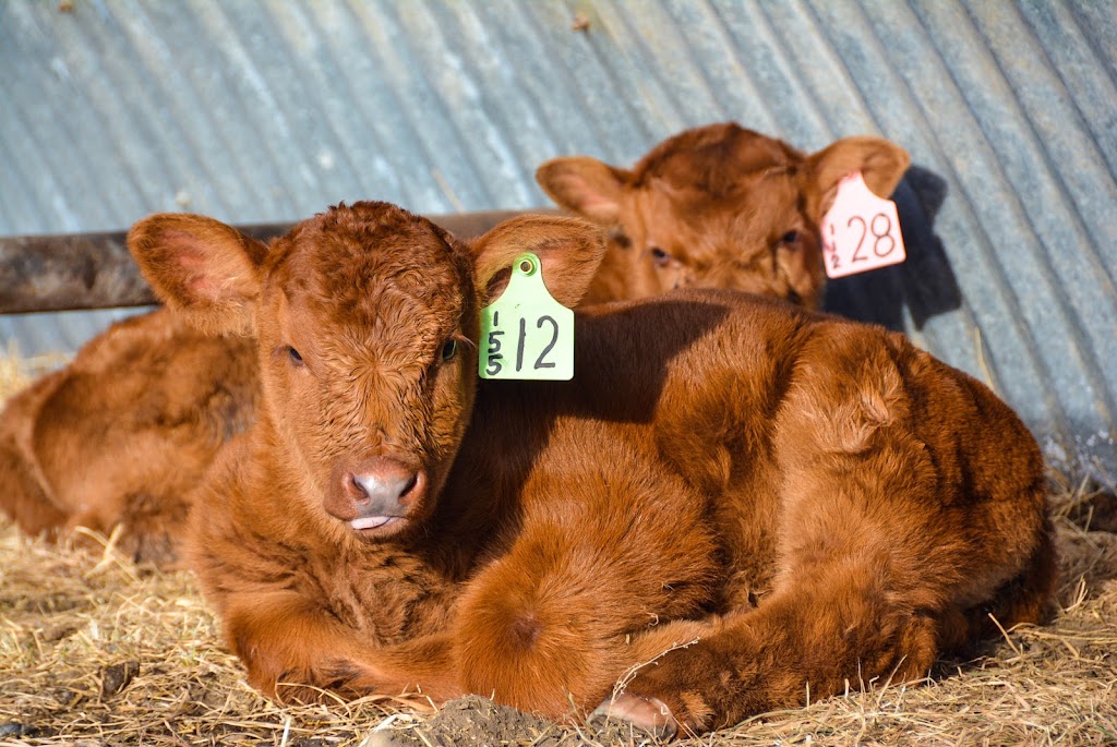 COUNT RIDGE RED ANGUS | 50°4725.0"N 112°2138.6"W 50.790264, -112.360722, Bassano, AB T0J 0B0, Canada | Phone: (403) 641-2205