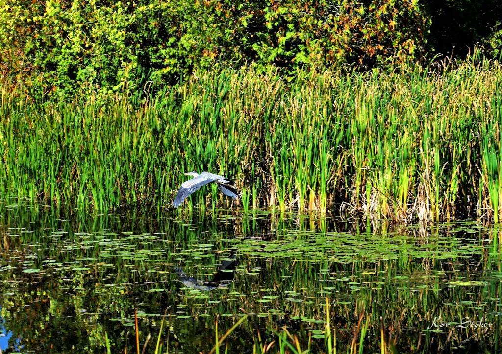 Nawautin Nature Sanctuary | 100 Keewatin Dr, Grafton, ON K0K 2G0, Canada | Phone: (613) 827-4263