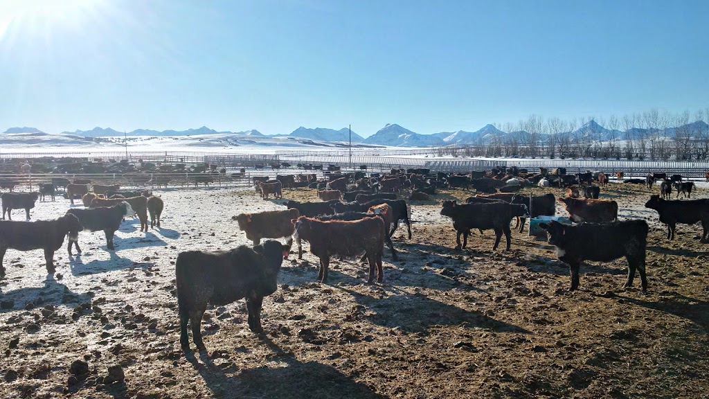 Diamond 8 Cattle Co. | Pincher Creek No. 9, AB T0K 1W0, Canada | Phone: (403) 627-1525