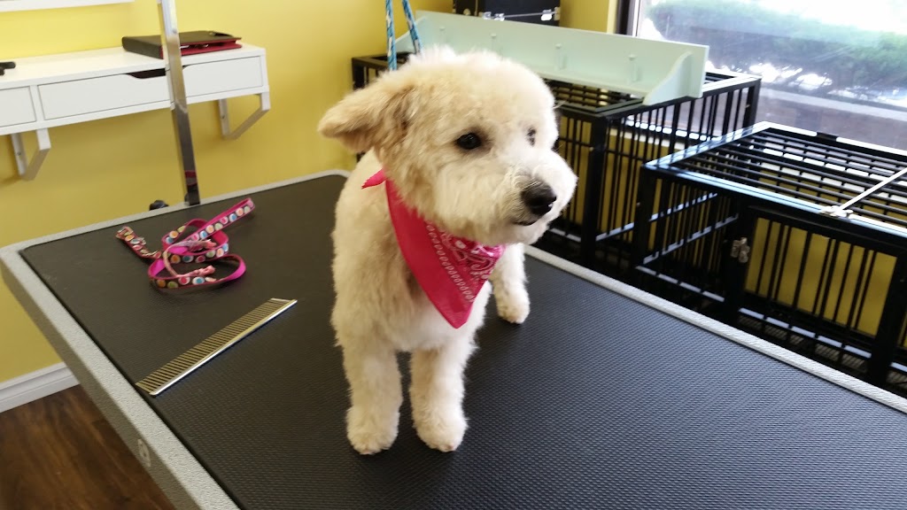 pawsitively pretty grooming | 2 Lakeshore Rd, St. Catharines, ON L2N 7E4, Canada | Phone: (905) 246-2367