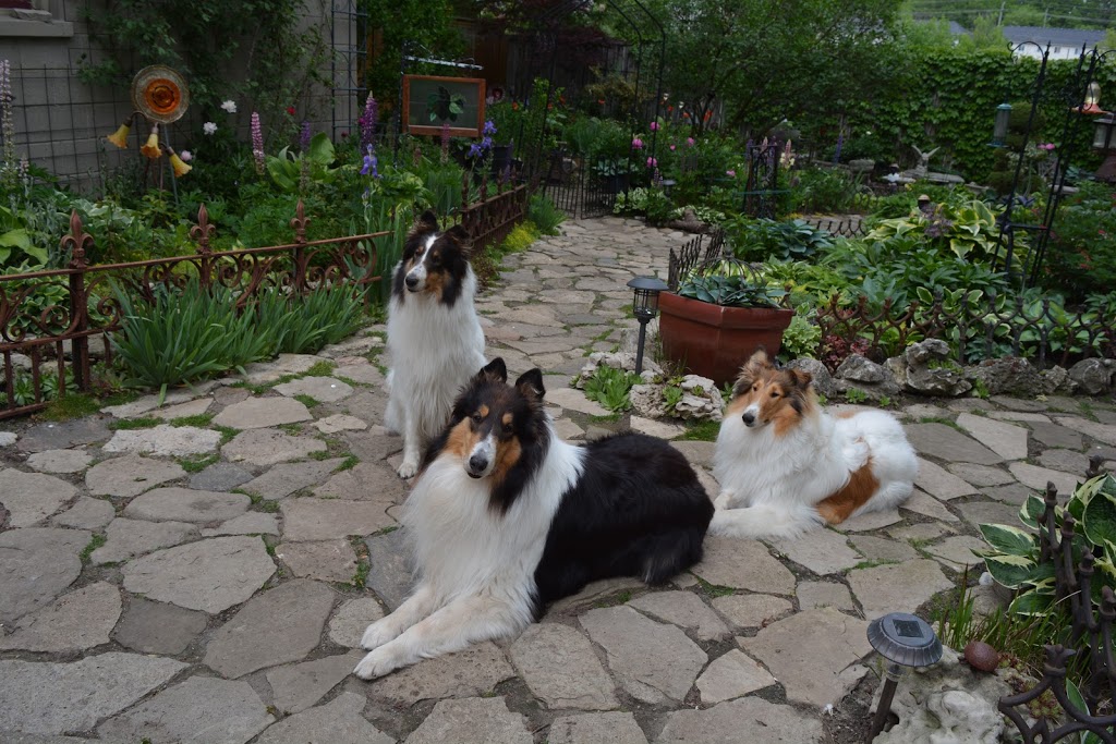 Willemsens Collies | 145 Grand Ave S, Cambridge, ON N1S 2M1, Canada | Phone: (519) 623-3067