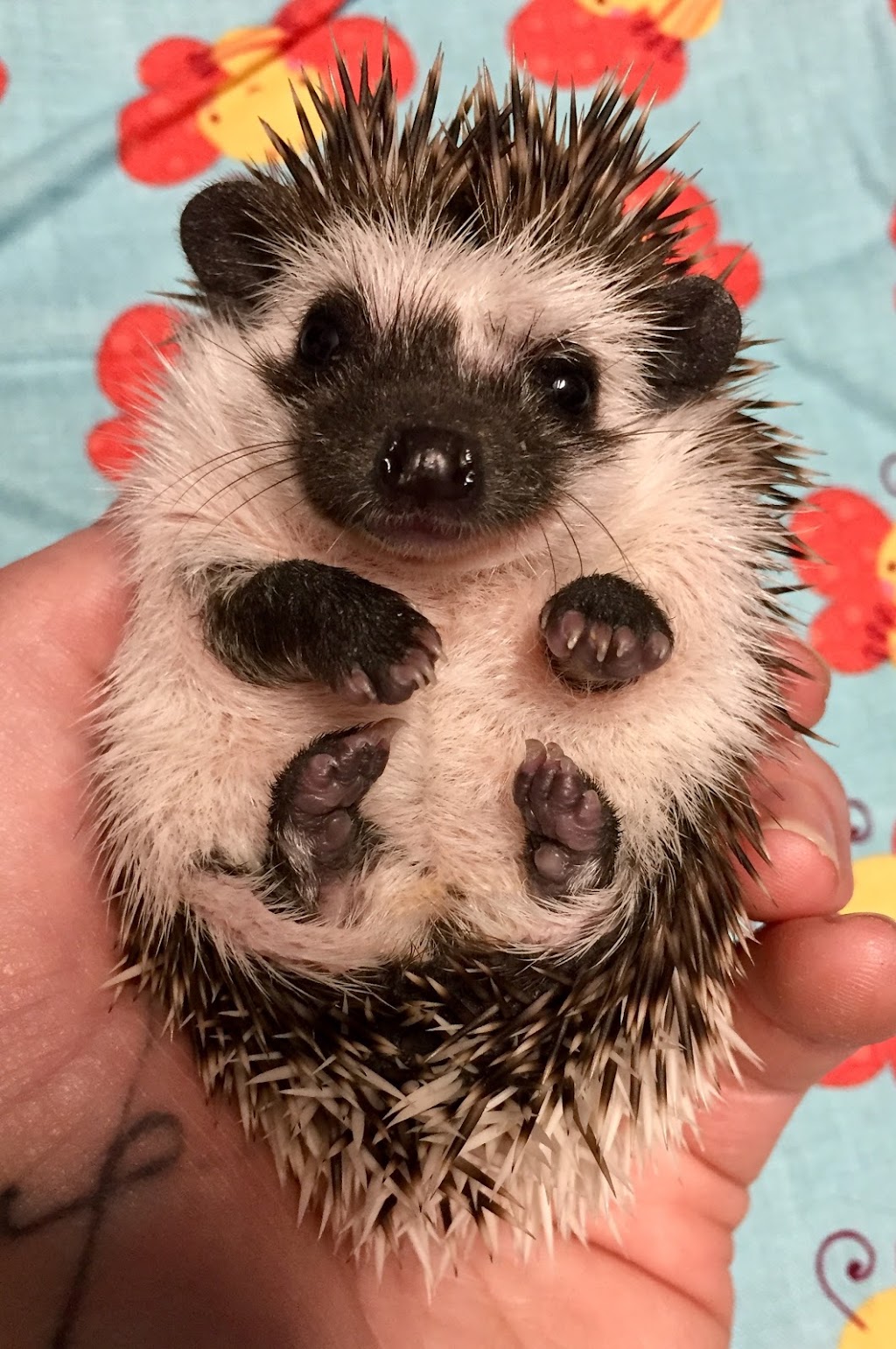 SV Hedgehogs - Pedigreed Hedgehog Breeder | Helanton Rd, Quathiaski Cove, BC V0P 1N0, Canada | Phone: (778) 476-5900