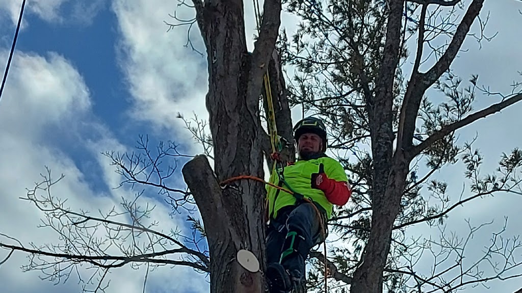 Northside Tree Experts | 64 Scott St, Orillia, ON L3V 4R4, Canada | Phone: (705) 896-5204