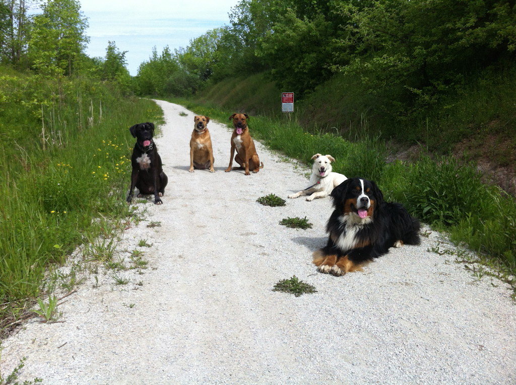 Omega Dog Training | 119 Bridge St, Meaford, ON N4L 1B8, Canada | Phone: (519) 374-5112