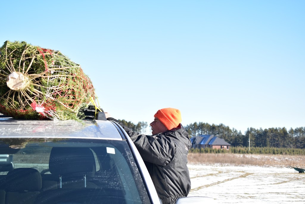 Fandango Christmas Tree Farm | 954208 7 Line EHS, Orangeville, ON L9W 6E9, Canada | Phone: (416) 970-5473