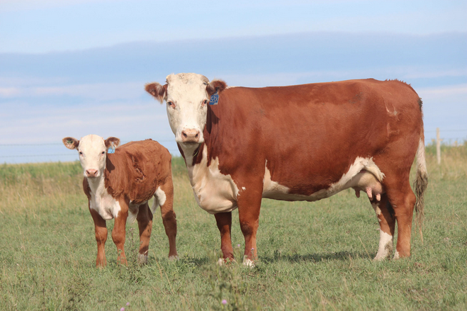 Gemstone Cattle Company | &, AB-862 &, Range Rd 164, Gem, AB T0J 1M0, Canada | Phone: (403) 633-0530