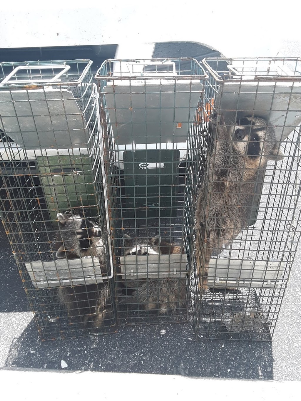Raccoon Removal Experts | 24 Truman Rd, Toronto, ON M2L 2L5, Canada | Phone: (647) 691-7459