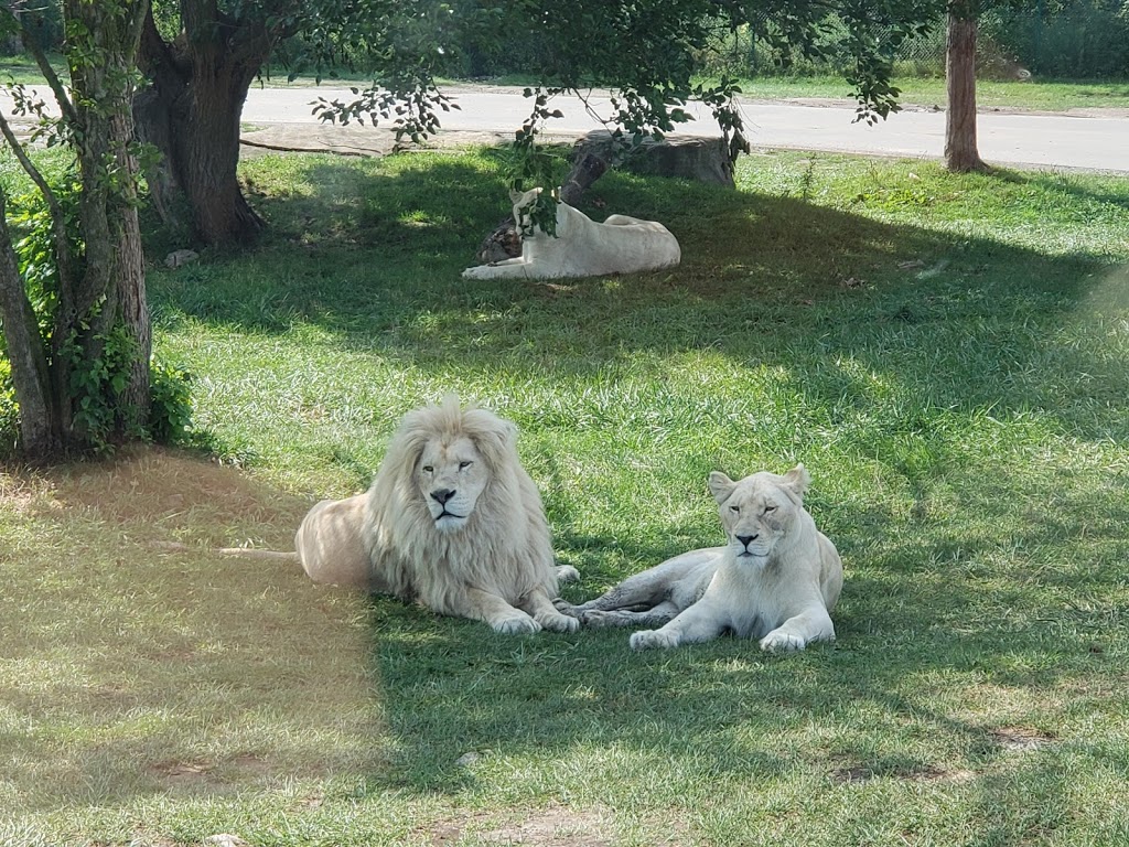 Timbavati White Lion Country | Flamborough, Hamilton, ON N1R 5S2, Canada