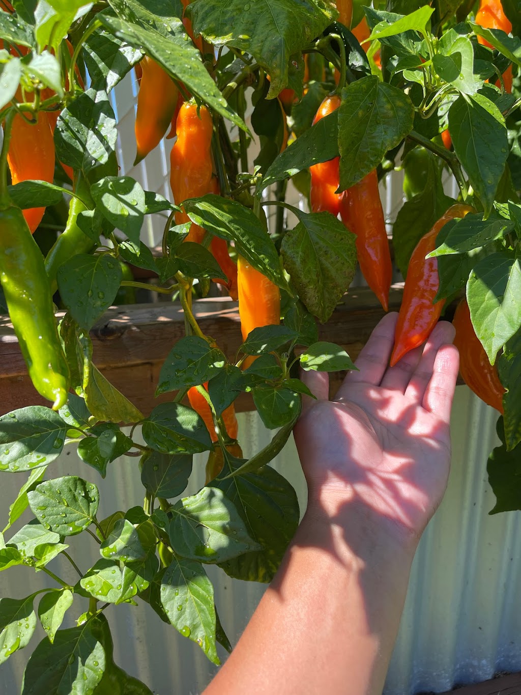 Casa Verde Microgreens and Peppers | 2377 Rue des Siffleurs, Vaudreuil-Dorion, QC J7V 9M7, Canada | Phone: (514) 358-8093