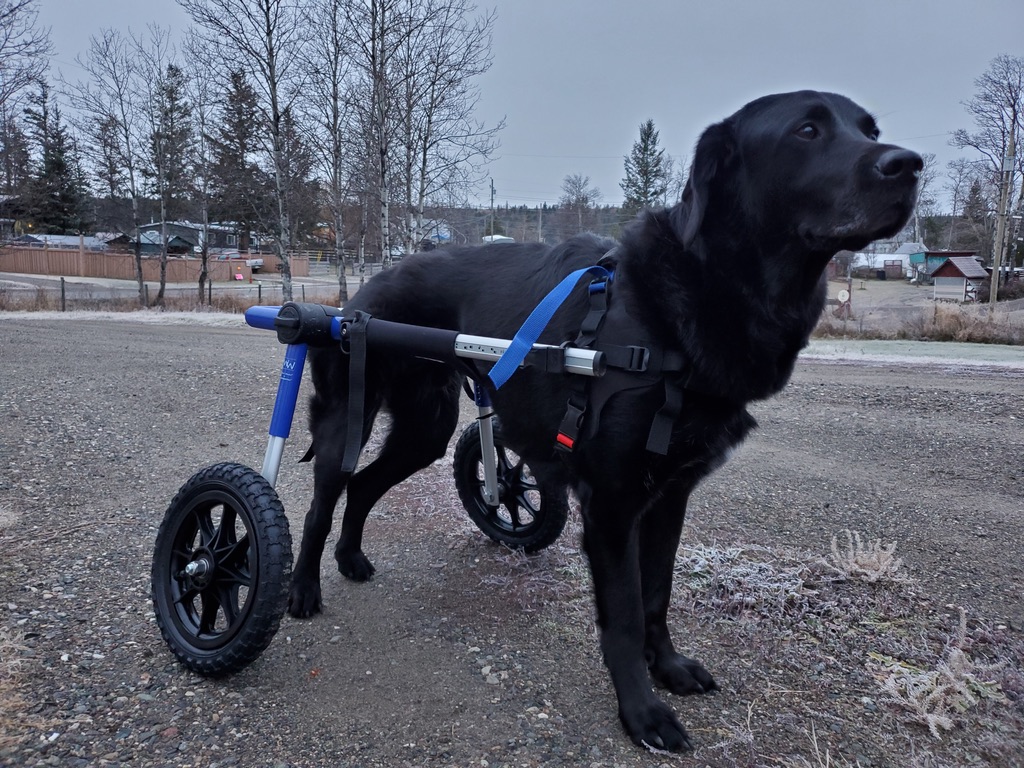 Handicapped Pets Canada | 27306 Fraser Hwy, Aldergrove, BC V4W 3P8, Canada | Phone: (778) 809-7421