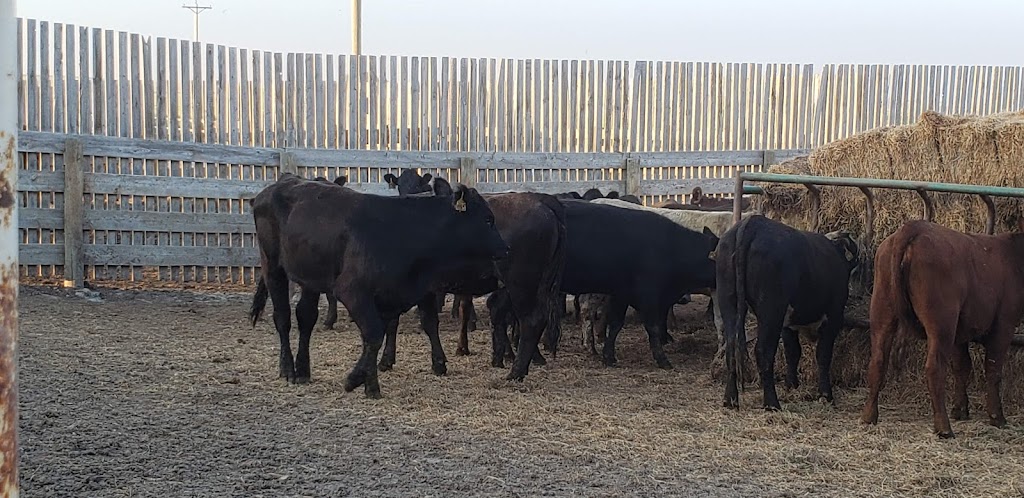 Grandview Cattle Feeders - South Lot | Range Rd 224, Shaughnessy, AB T0K 2A0, Canada | Phone: (403) 732-4222