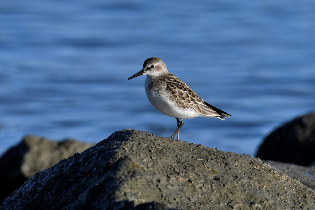 Club Des Ornithologues | CP 53059 Québec La Canardière, Québec, QC G1J 5K3, Canada | Phone: (418) 847-7645