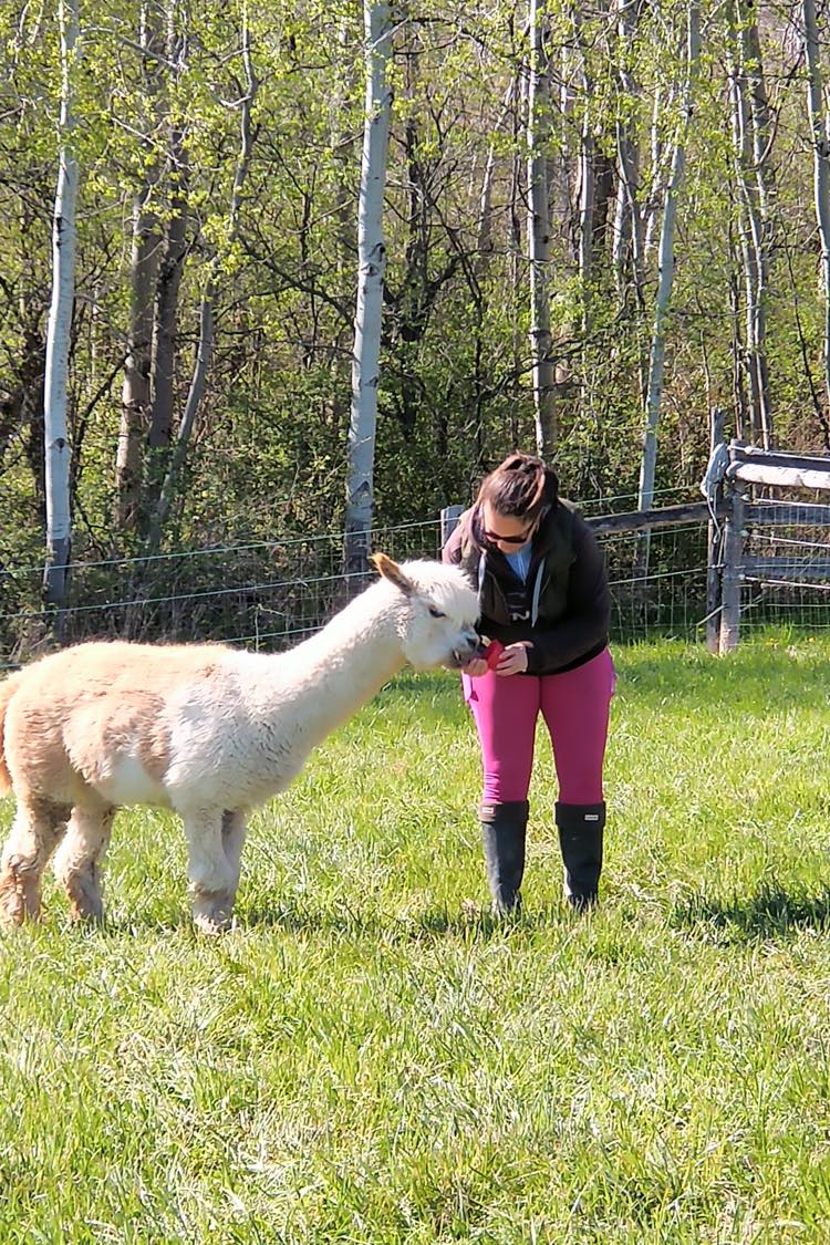 Stoneleigh Farm Alpacas | 9556 Charlton Dr, Denfield, ON N0M 1P0, Canada | Phone: (647) 654-1451