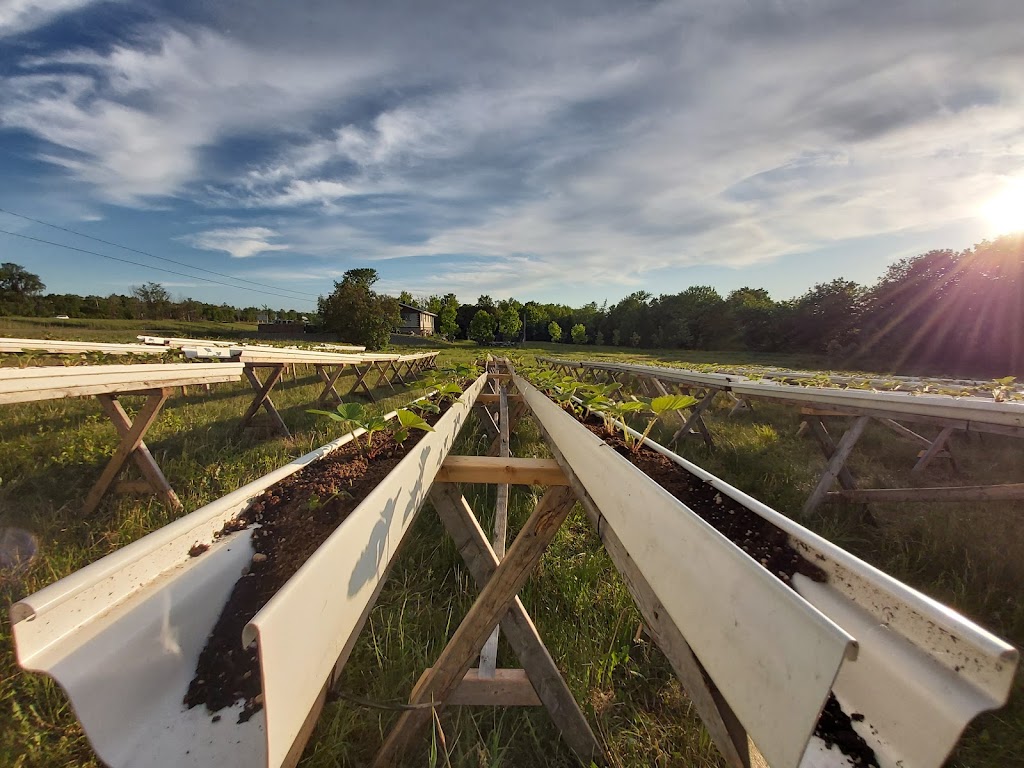 Ferme artisane Hortus & Fungi | 2326 Chem. Filteau, Saint-Nicolas, QC G7A 2N4, Canada | Phone: (418) 806-9722