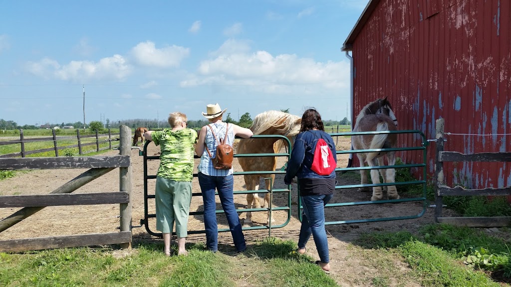 Whispering Hearts Horse Rescue | 1652 Concession 10 Walpole, Hagersville, ON N0A 1H0, Canada | Phone: (905) 768-9951