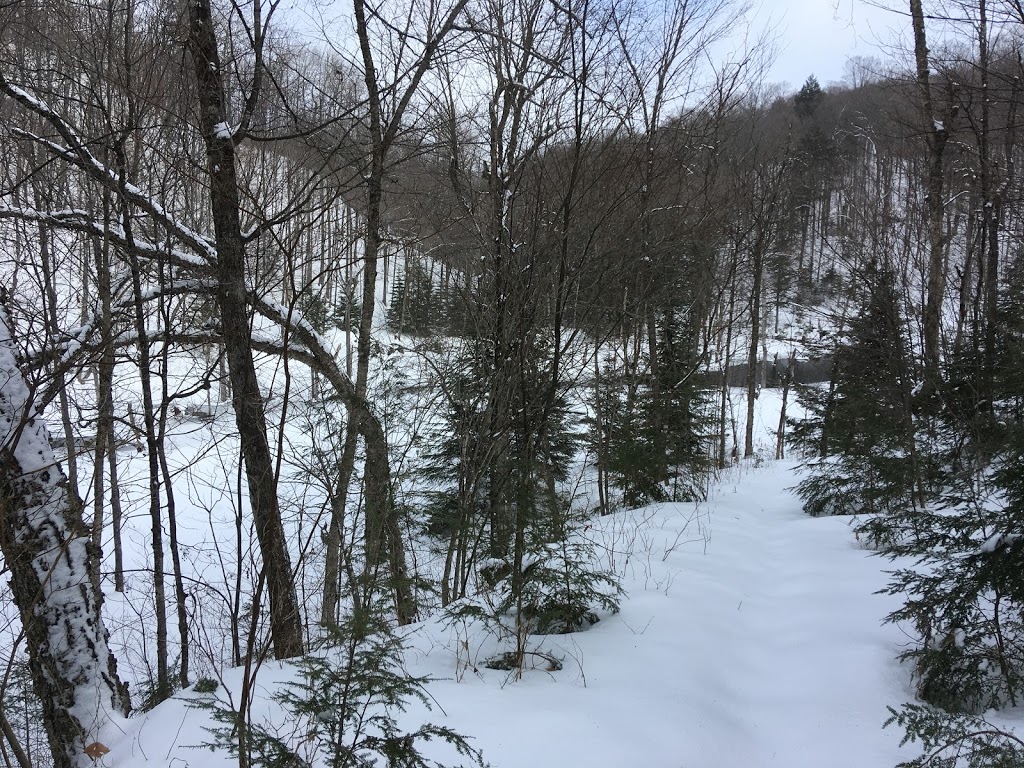 La Forêt Blanche Ecological Reserve | 300 Chemin Saddler, Mayo, QC J8L 4L8, Canada | Phone: (819) 281-6700