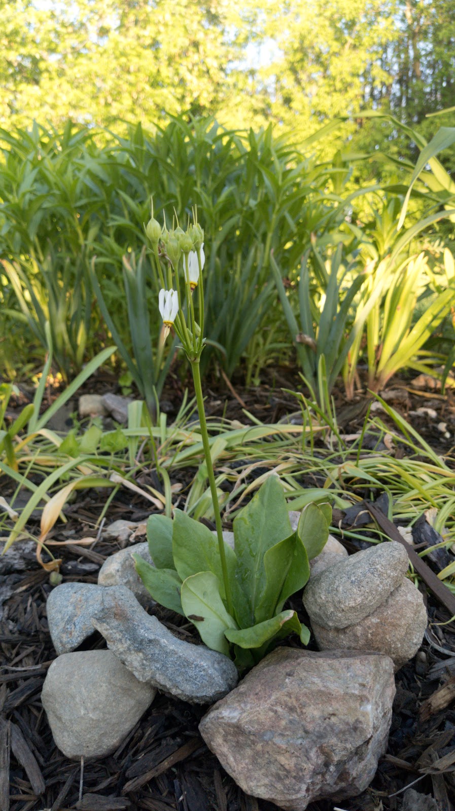 Beaux Arbres Native Plants | 29 Ragged Chute Rd, Bristol, QC J0X 1G0, Canada | Phone: (819) 647-2404