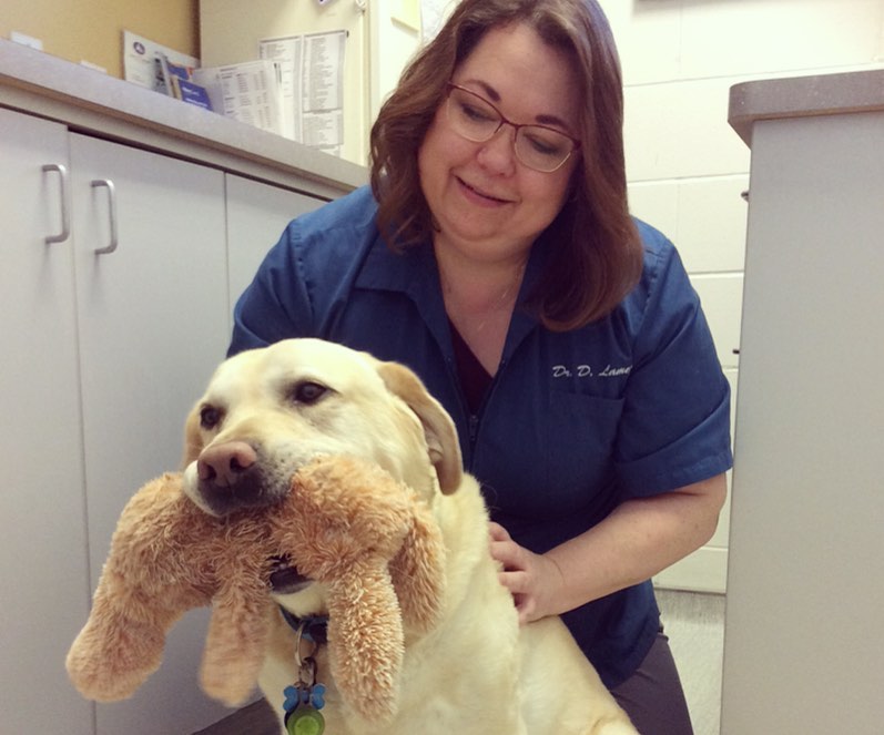 Corydon Animal Hospital | 1675 Corydon Ave, Winnipeg, MB R3N 0J8, Canada | Phone: (204) 488-4577