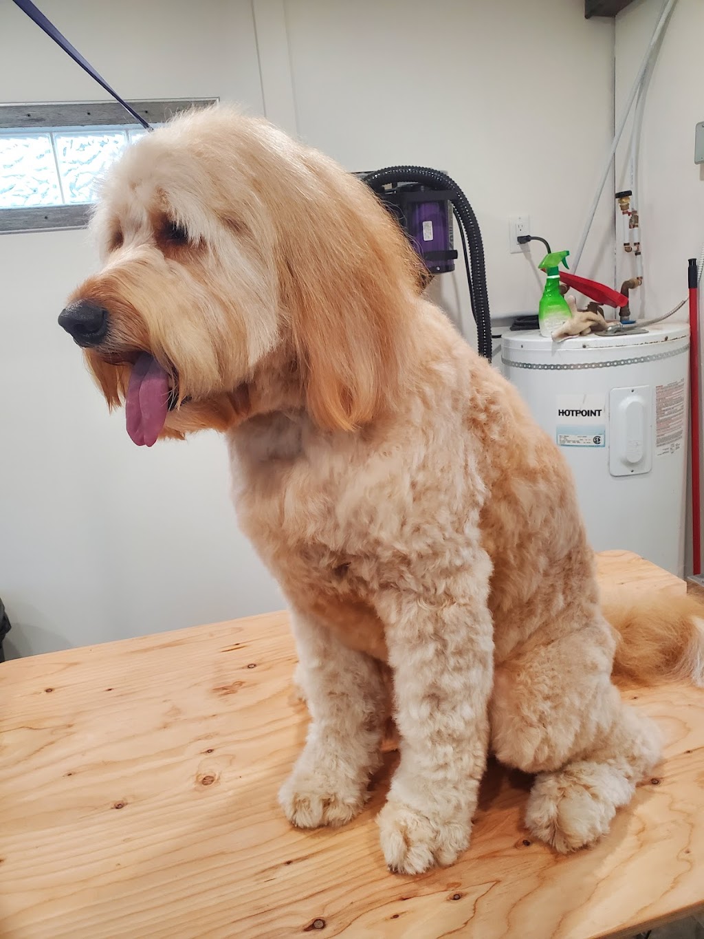 She Shed Dog Grooming | 9758 George St, Chilliwack, BC V2P 4K7, Canada | Phone: (780) 278-3310