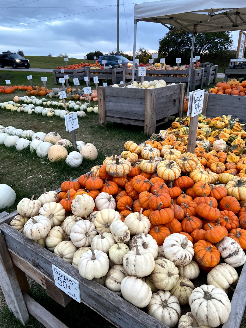 Good Family Pumpkins | 909 Bridge St E, Waterloo, ON N2J 4G8, Canada | Phone: (519) 635-6653