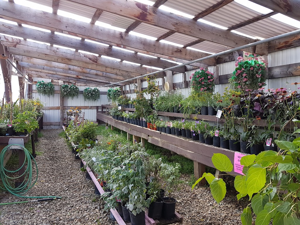 Branched Out Nursery | 41078 Big Hill Springs Rd, Cochrane, AB T4C 1A1, Canada | Phone: (403) 851-1323