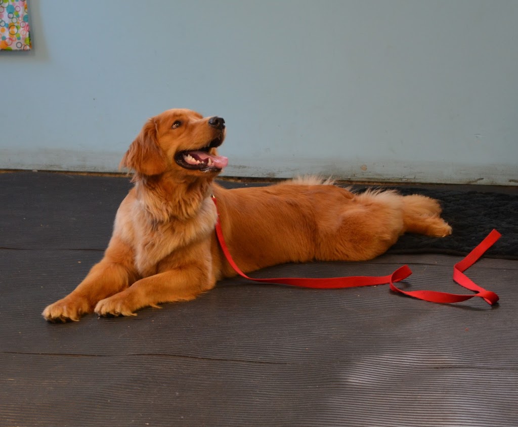 Paus-n-Train Agility & Obedience | 300 Lindsay Rd, Selwyn, ON K9J 0C5, Canada | Phone: (705) 740-0774