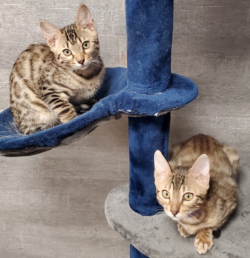 Bengal Babies Cattery | 734 Hampton Hills Dr, High River, AB T1V 0E6, Canada | Phone: (403) 966-8412