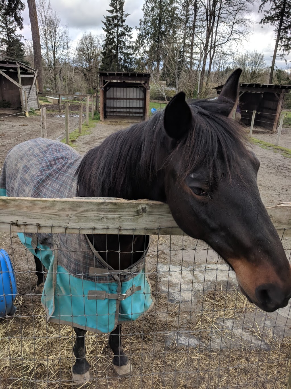 Valley Therapeutic Equestrian Association | Metro Vancouver Regional District, 3330 256 St, Langley City, BC V4W 1Y4, Canada | Phone: (604) 857-1267