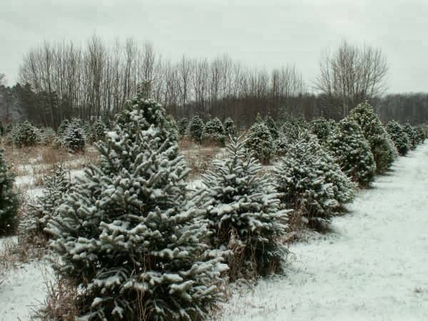 Quesnel Christmas Trees | Collingwood, ON L9Y 3Z1, Canada | Phone: (705) 445-2375