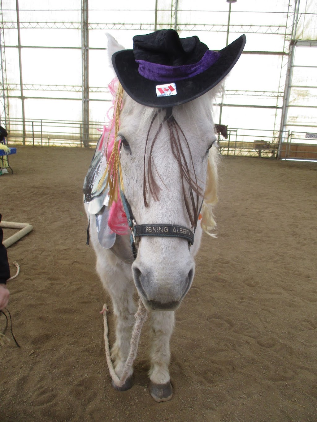 Cartier Farms Equine Assisted Learning | White Star Rd RR4, Spruce Home, SK S6V 5R2, Canada | Phone: (306) 980-5507