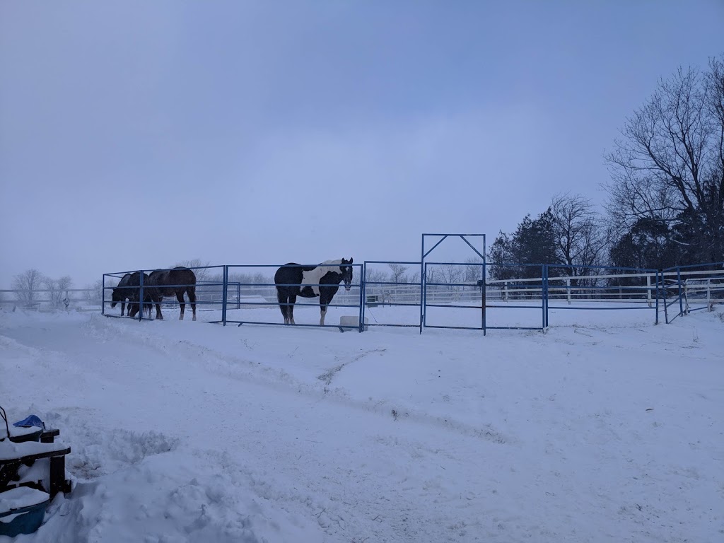 Sunny Ridge Ranch | 3195 Bertie St, Ridgeway, ON L0S 1N0, Canada | Phone: (905) 933-3873