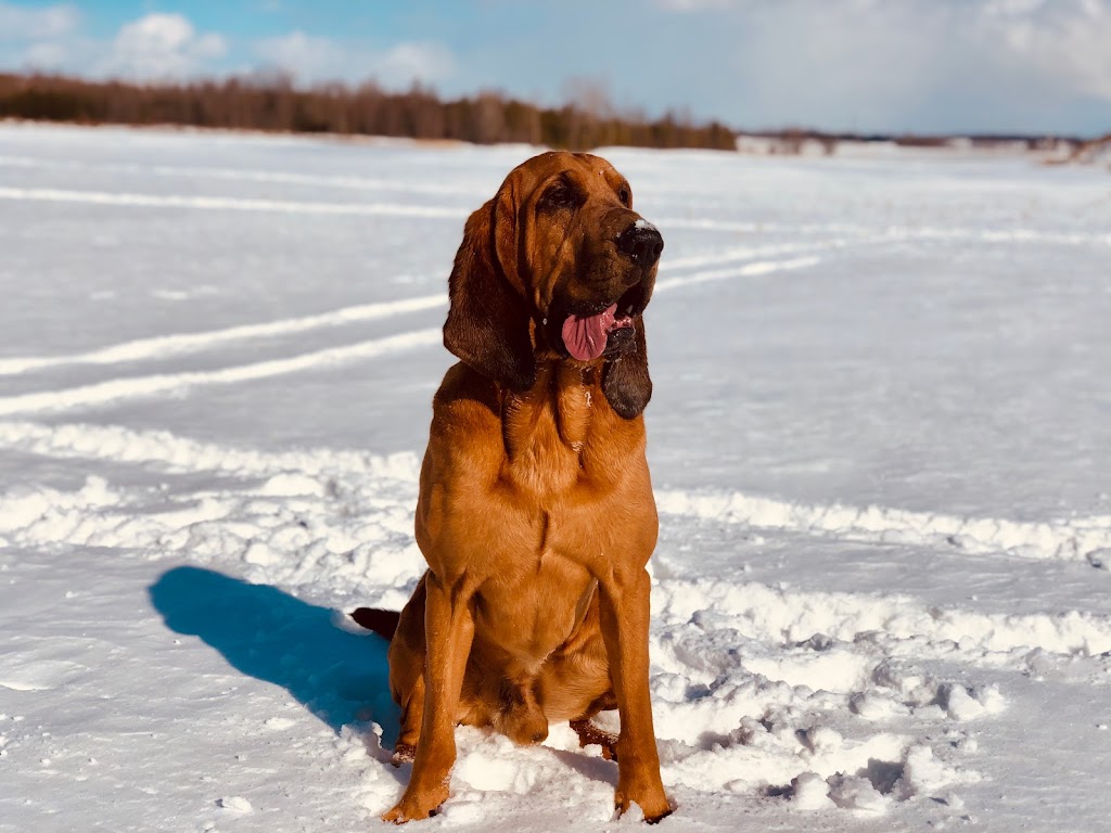 Chenil Hurle-Vent (Pension pour chiens / Dog boarding) | 197 Rang Saint-André, Saint-Bernard-de-Lacolle, QC J0J 1V0, Canada | Phone: (450) 246-2940