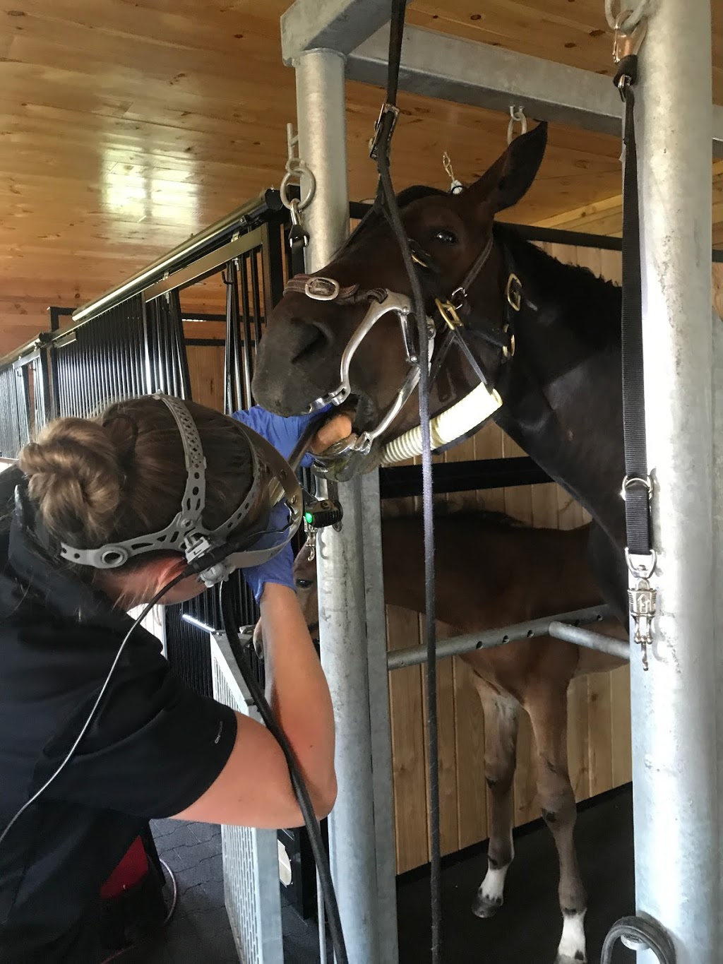 Ferguson Equine Veterinary Services | 873164 5th Line EHS, Mono, ON L9W 6A4, Canada | Phone: (519) 941-9111