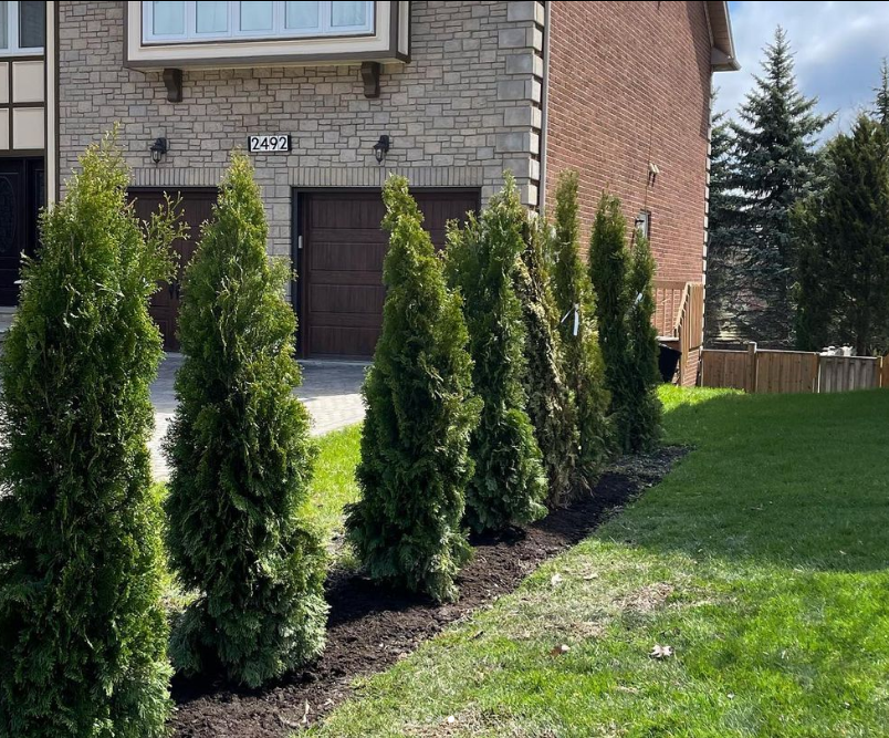 Absolute Lawn | 485 Meadows Blvd, Mississauga, ON L4Z 1H1, Canada | Phone: (647) 901-5102