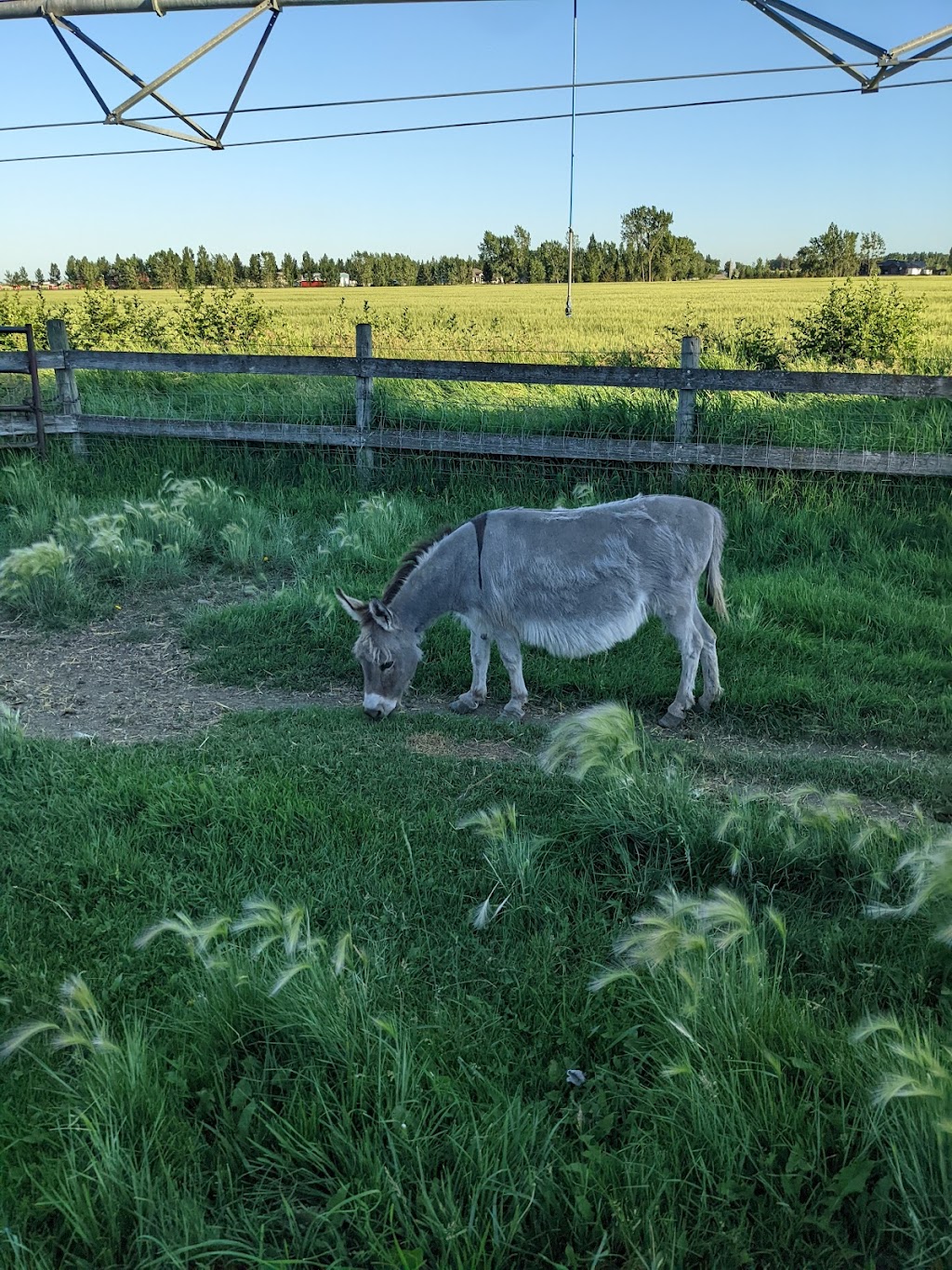 Elbas Farms Vacation Cottages and RV Park | Howe Rd, Lethbridge, AB T1J 5P9, Canada | Phone: (403) 329-8181