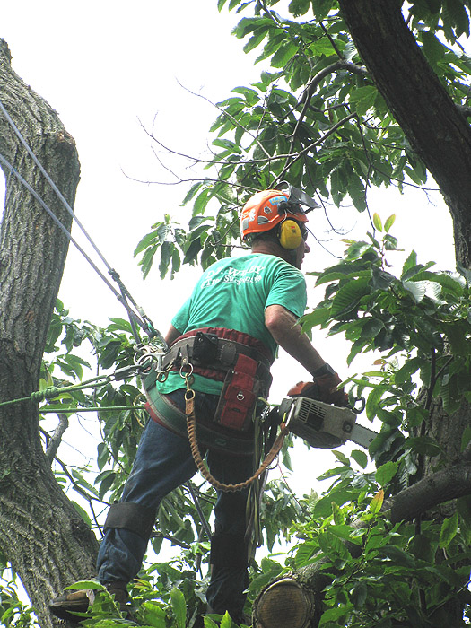 D F Wilby Tree Surgeons | 2388 St Frances Dr, Burlington, ON L7P 1V4, Canada | Phone: (905) 335-2553