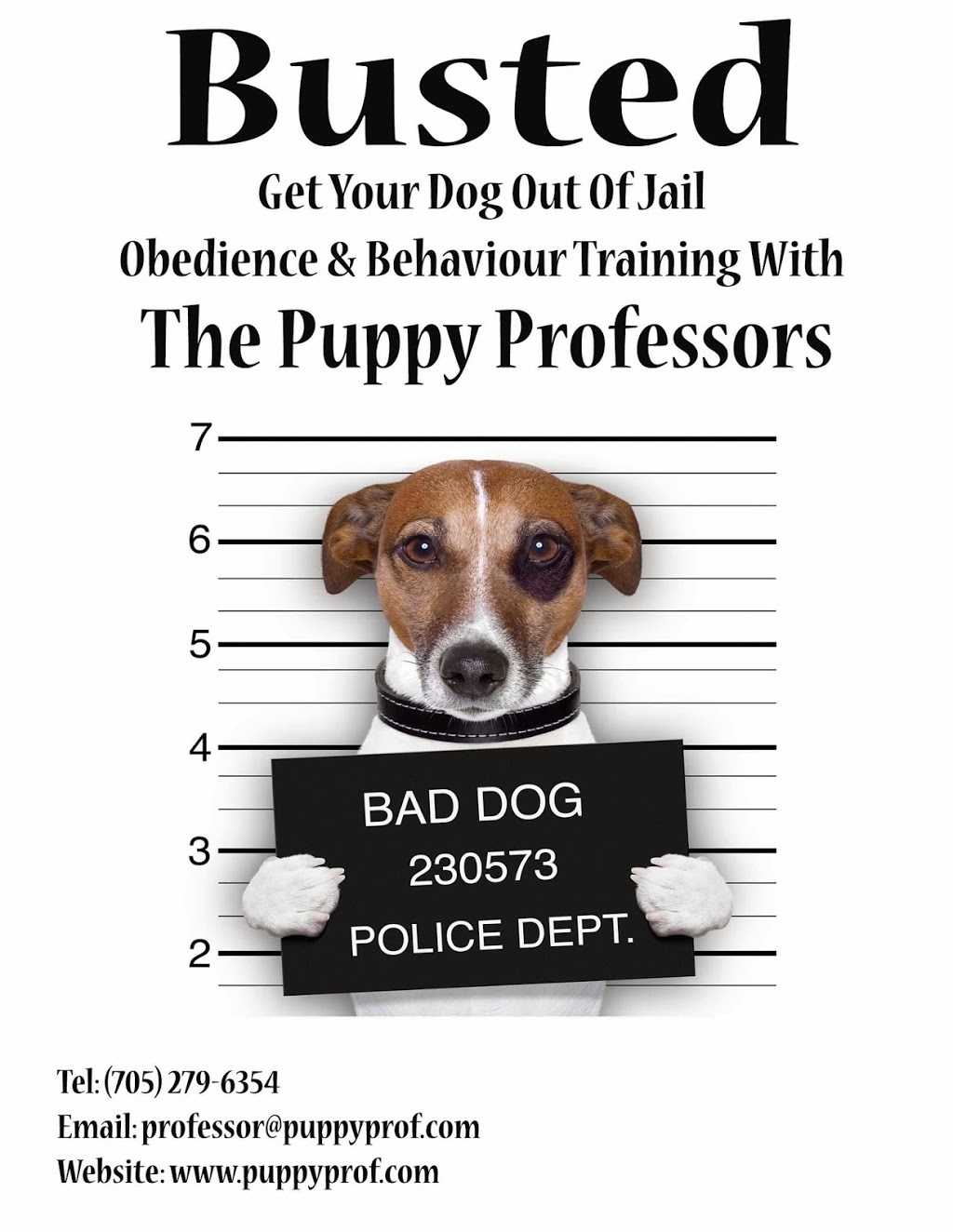 The Puppy Professors | 55 Masters Dr, Barrie, ON L4M 6W9, Canada | Phone: (705) 279-6354