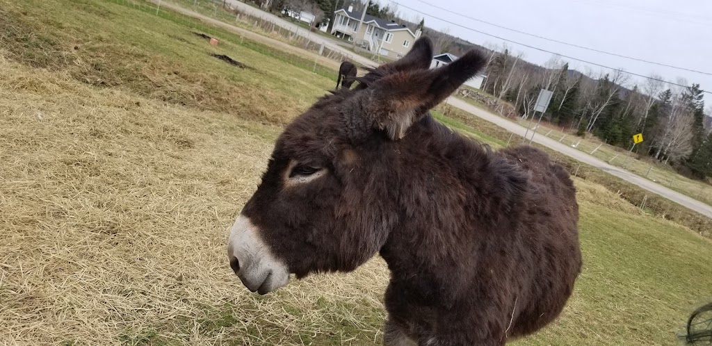 La Ferme Québec-Oies | 484 Av. Royale, Saint-Tite-des-Caps, QC G0A 4J0, Canada | Phone: (418) 808-2426