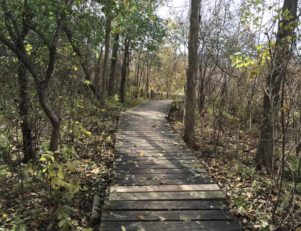 Imagine the Marsh Conservation Area | DEyncourt St, Lakefield, ON K0L 2H0, Canada | Phone: (705) 745-5791