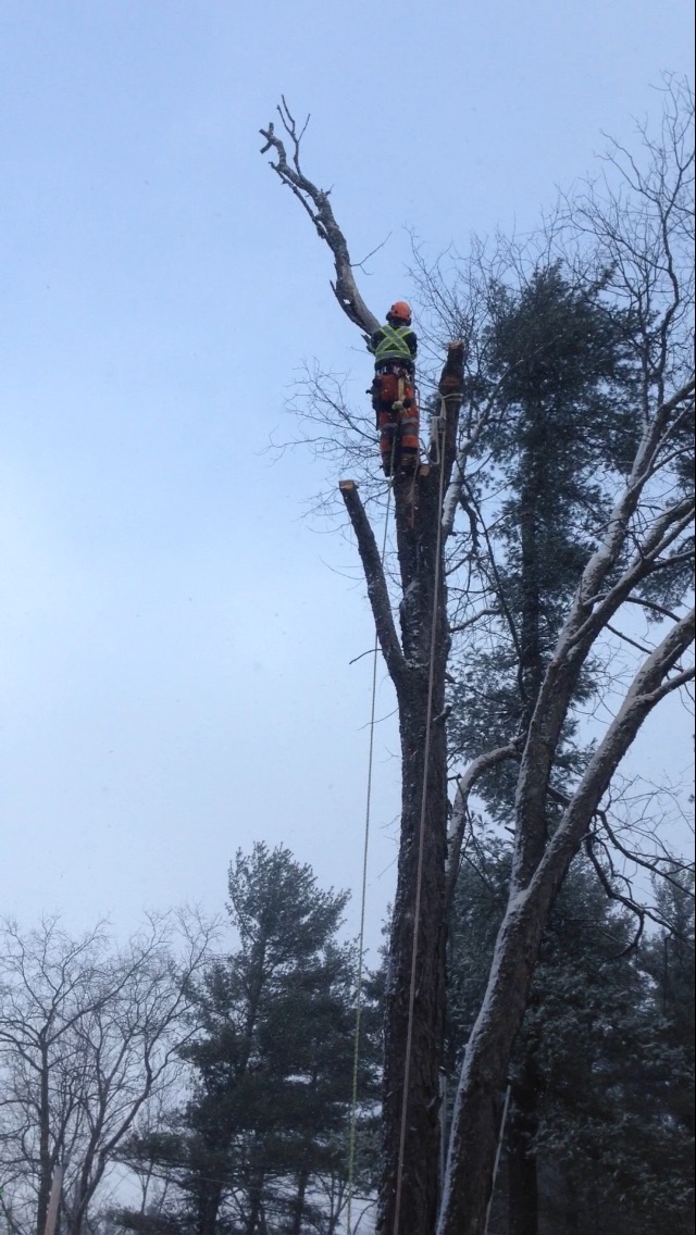 Evolution Tree Care | East Gwillimbury, ON L9N 0E6, Canada | Phone: (647) 521-7425