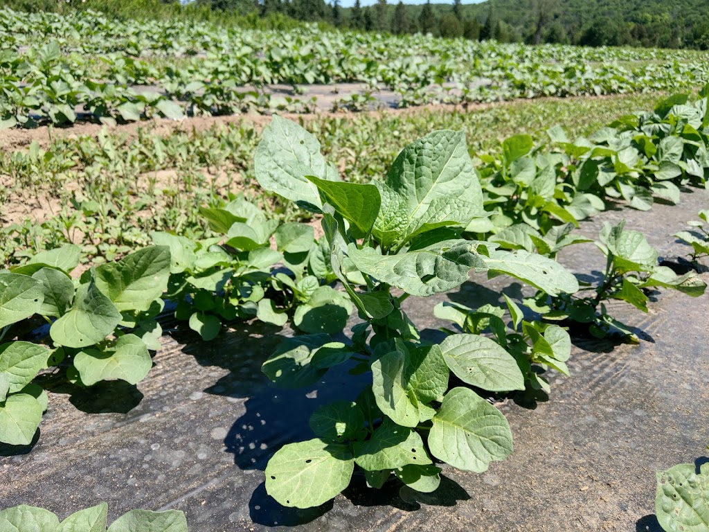 Plate-forme agricole de L’Ange-Gardien | 550 Chem. River, LAnge-Gardien, QC J8L 0M3, Canada | Phone: (819) 617-3133