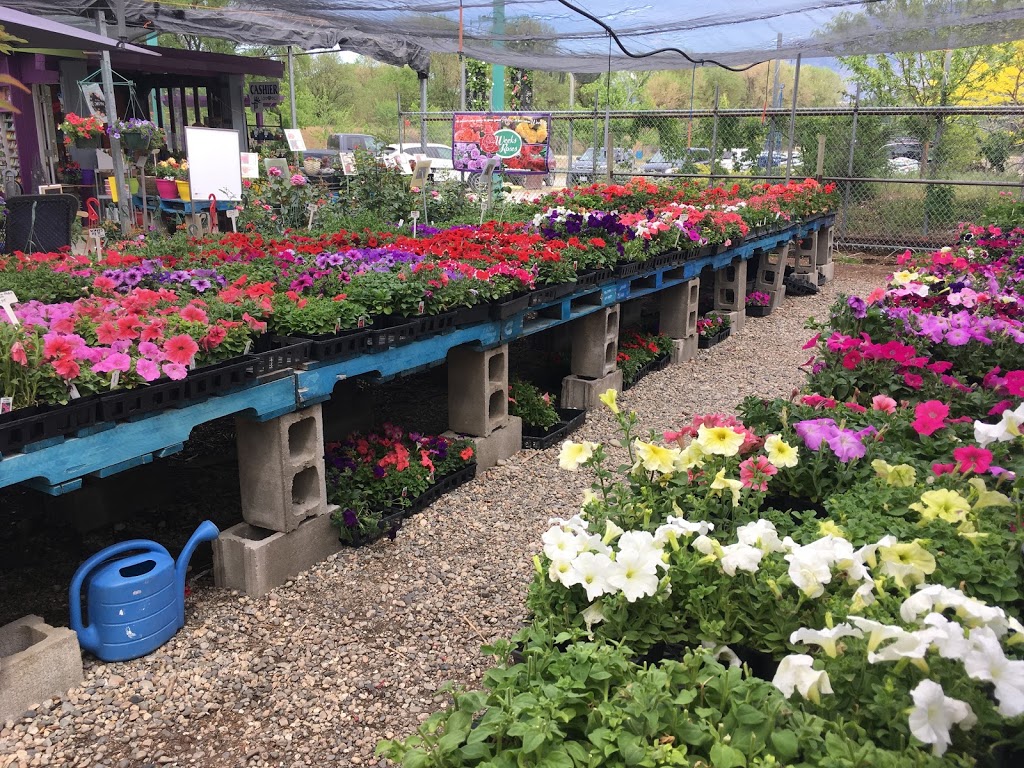 Riverside Greenhouse and Nursery | 211 Thorp Rd, Oliver, BC V0H 1T0, Canada | Phone: (250) 408-9500