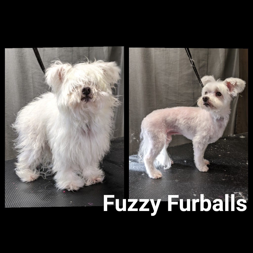 Fuzzy Furballs Grooming | 15235 94 St, Edmonton, AB T5E 3W7, Canada | Phone: (780) 970-8596