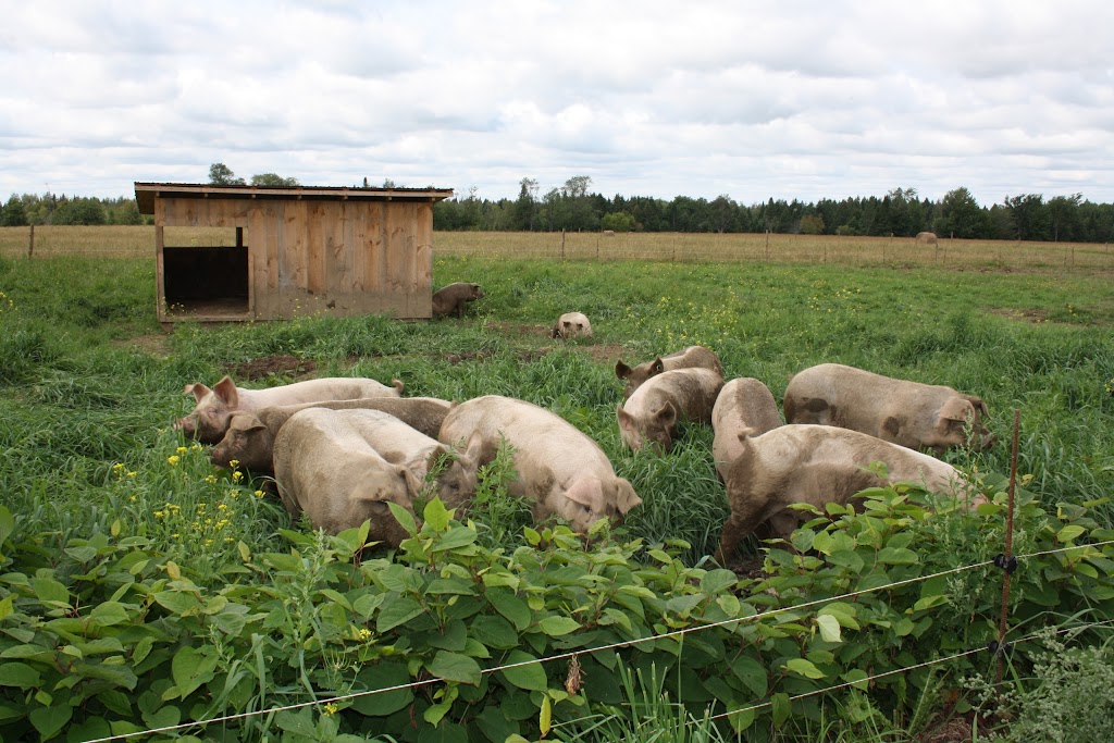 Ferme coopérative Point du Jour | 815 Chem. de Hardwood Flat, Bury, QC J0B 1J0, Canada | Phone: (819) 872-3876