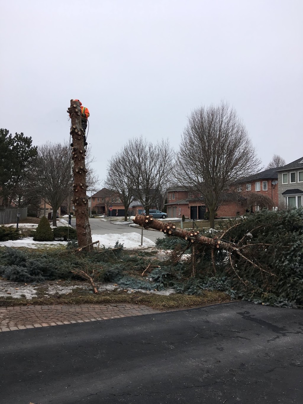 Aftermath Tree Care | 321 Marland Ave, Oshawa, ON L1J 1X3, Canada | Phone: (647) 771-8733