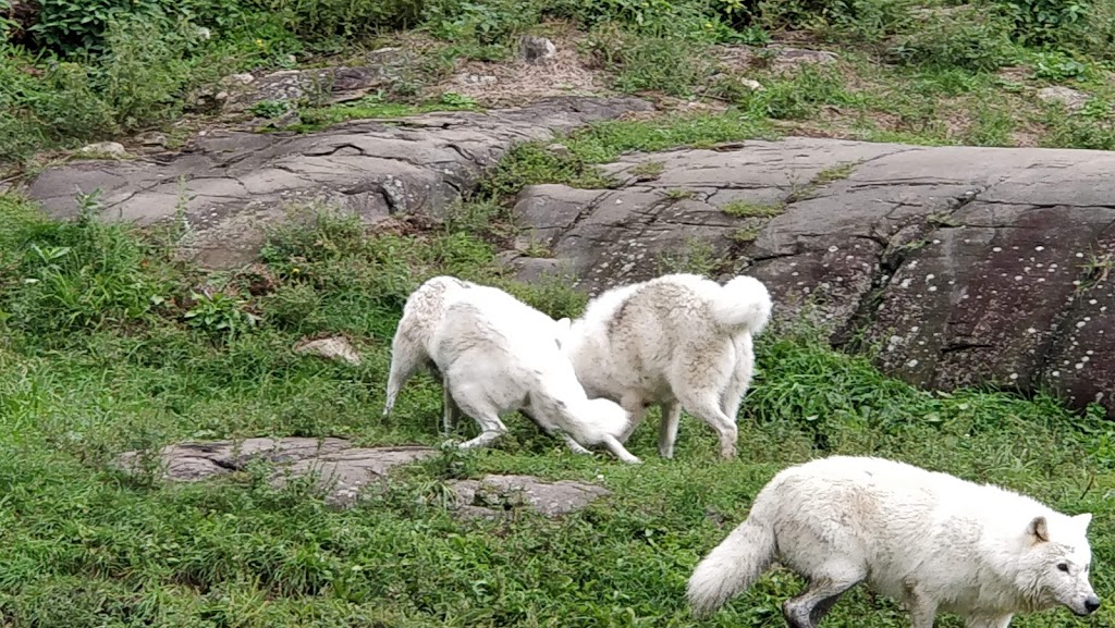 Parc Omega | 399 QC-323, Montebello, QC J0V 1L0, Canada | Phone: (819) 423-5487