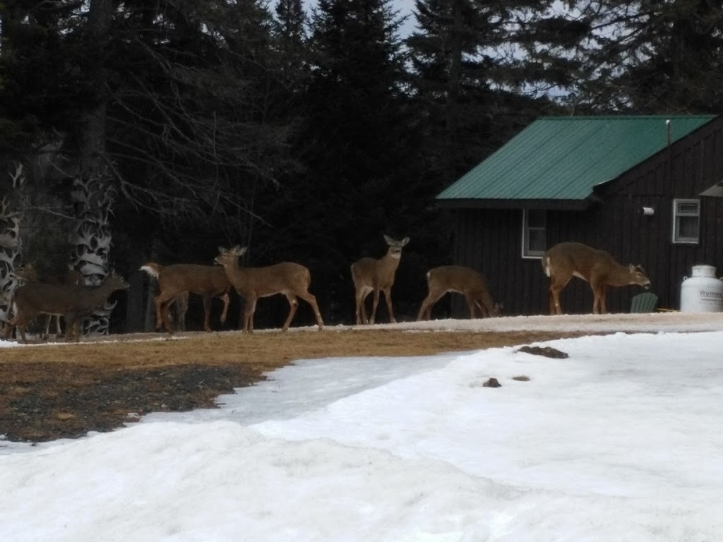 Spruce Cone Cabins | 2067 N Main St, Pittsburg, NH 03592, USA | Phone: (603) 538-6361